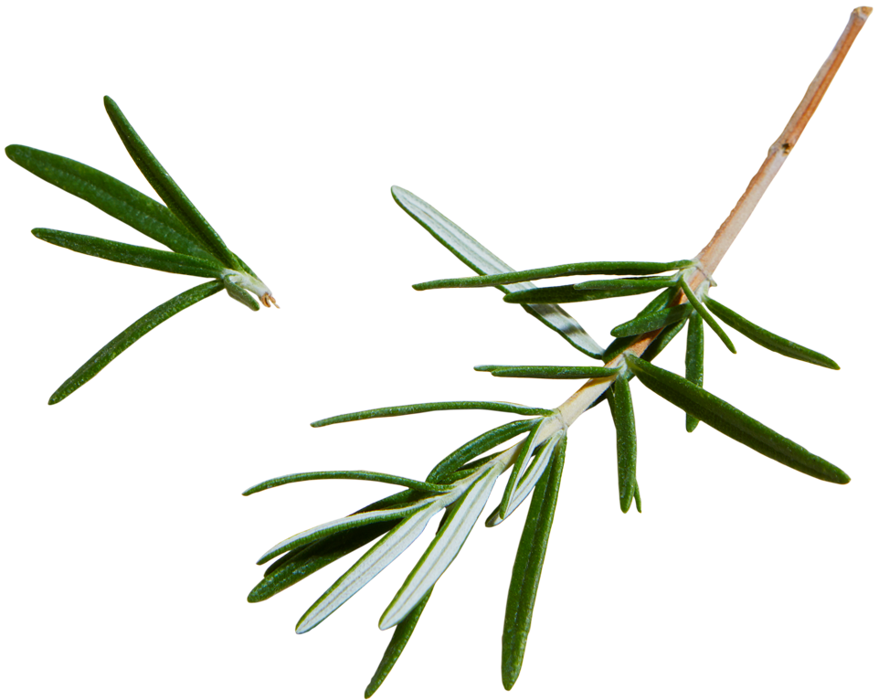 L'huile essentielle de romarin contre le psoriasis ?