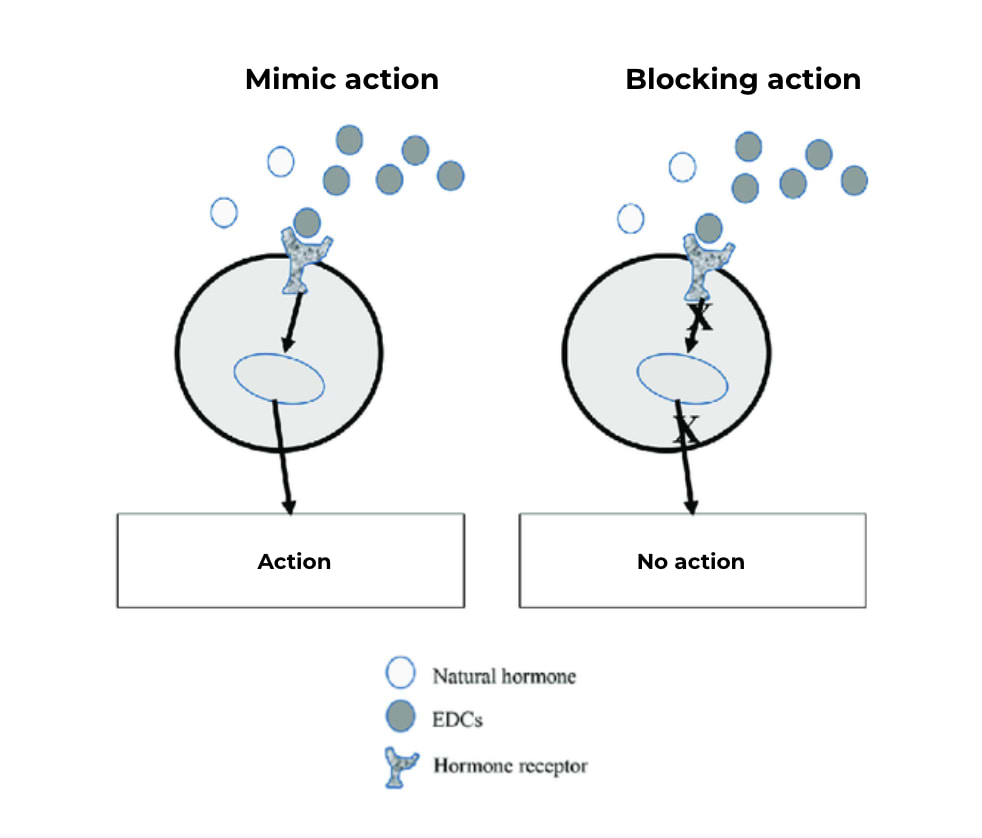 Mécanismes d'action des perturbateurs endocriniens.