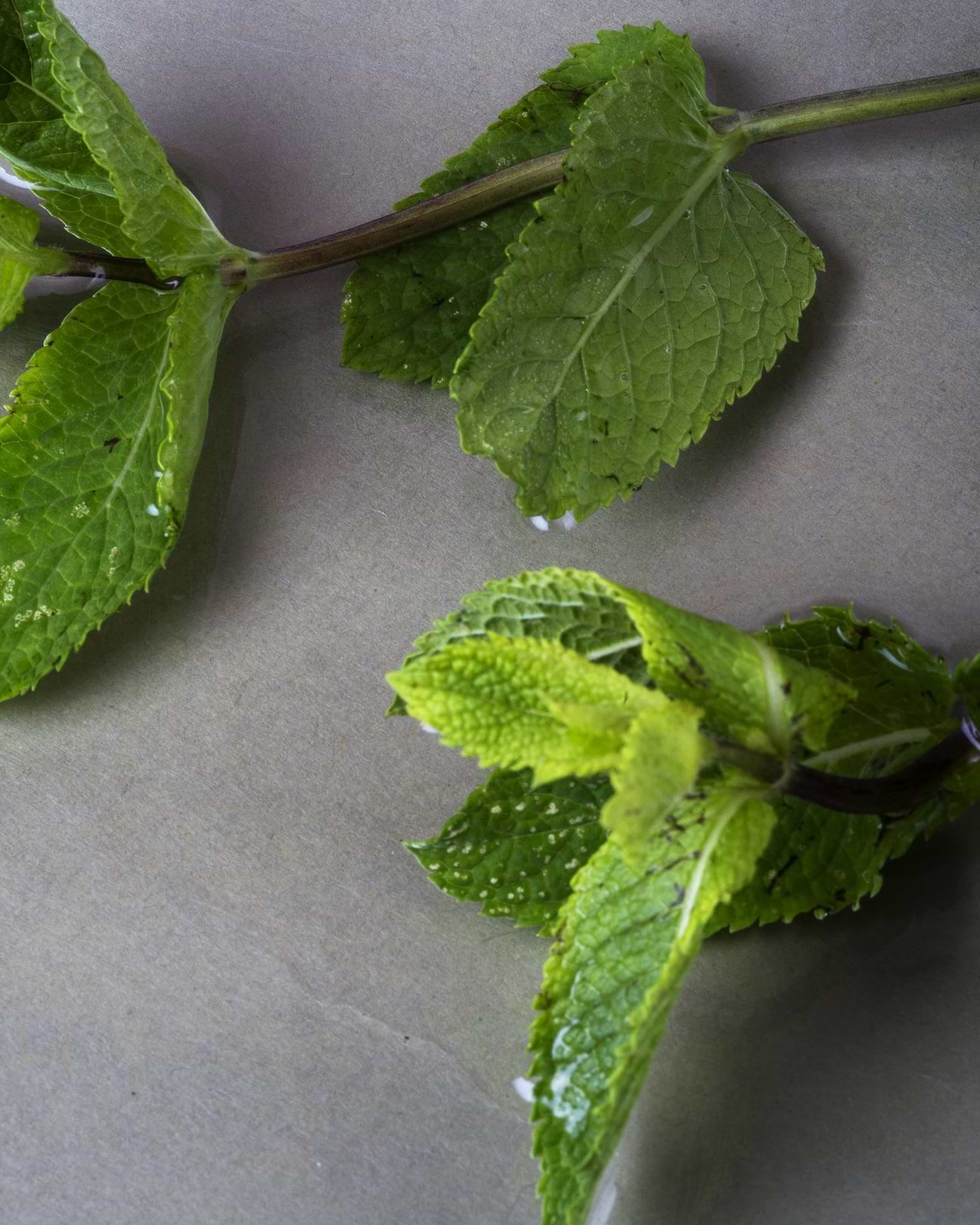 Fiche d'identité : Huile essentielle de menthe verte.
