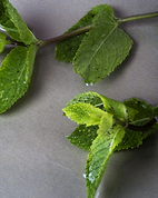 Fiche d'identité : Huile essentielle de menthe verte.