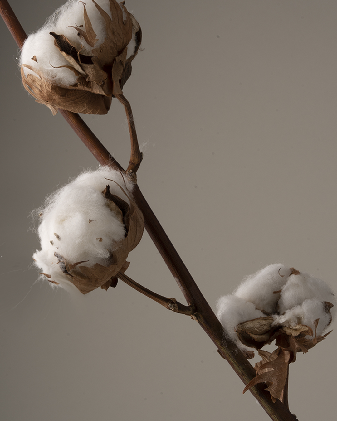 Fleurs de coton