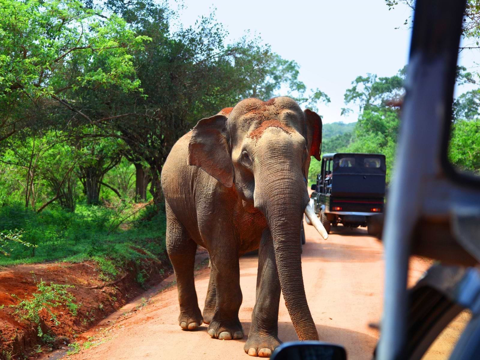 Elefant i Yala National Park, Sri Lanka