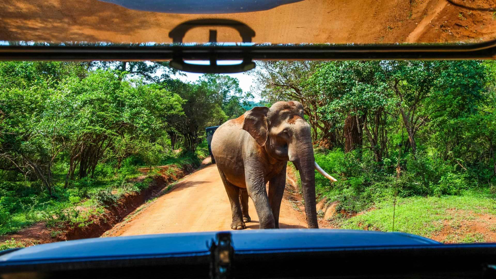 Hvad skal man opleve i Sri Lanka? Tinas fem højdepunkter
