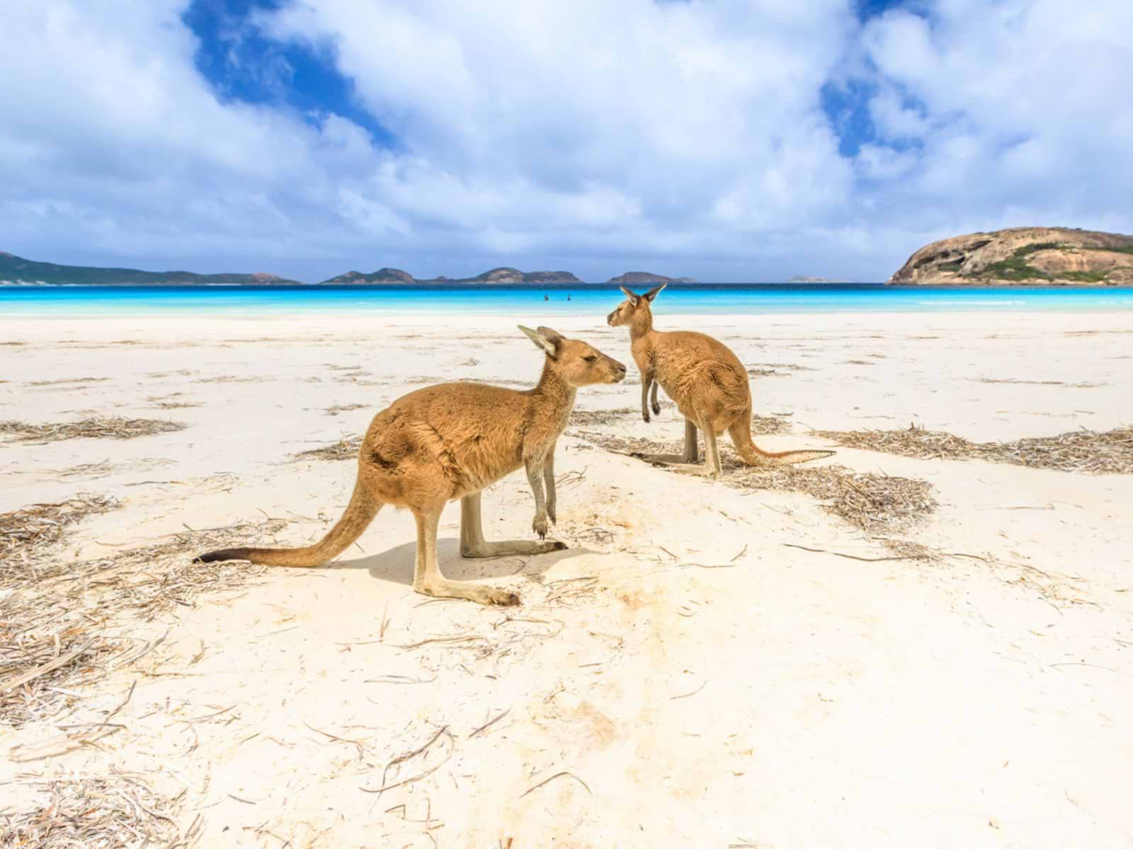 Kænguruer på stranden ved Lucky Bay, Australien Kænguruer på stranden ved Lucky Bay, Australien