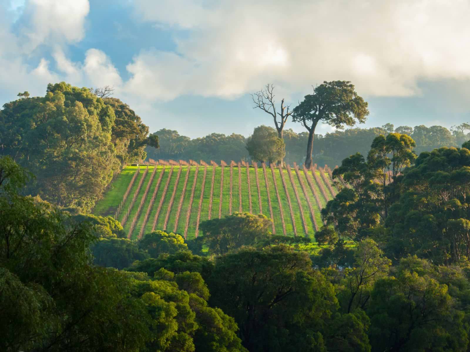 Vinmarker ved Margaret River, Australien Vinmarker ved Margaret River, Australien