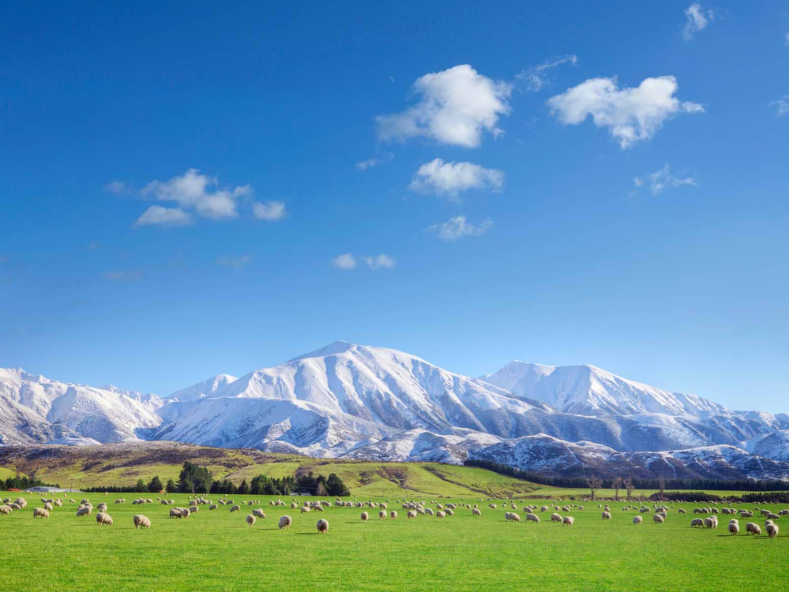 Bjergrigt landskab i New Zealand med græssende får på grønne marker