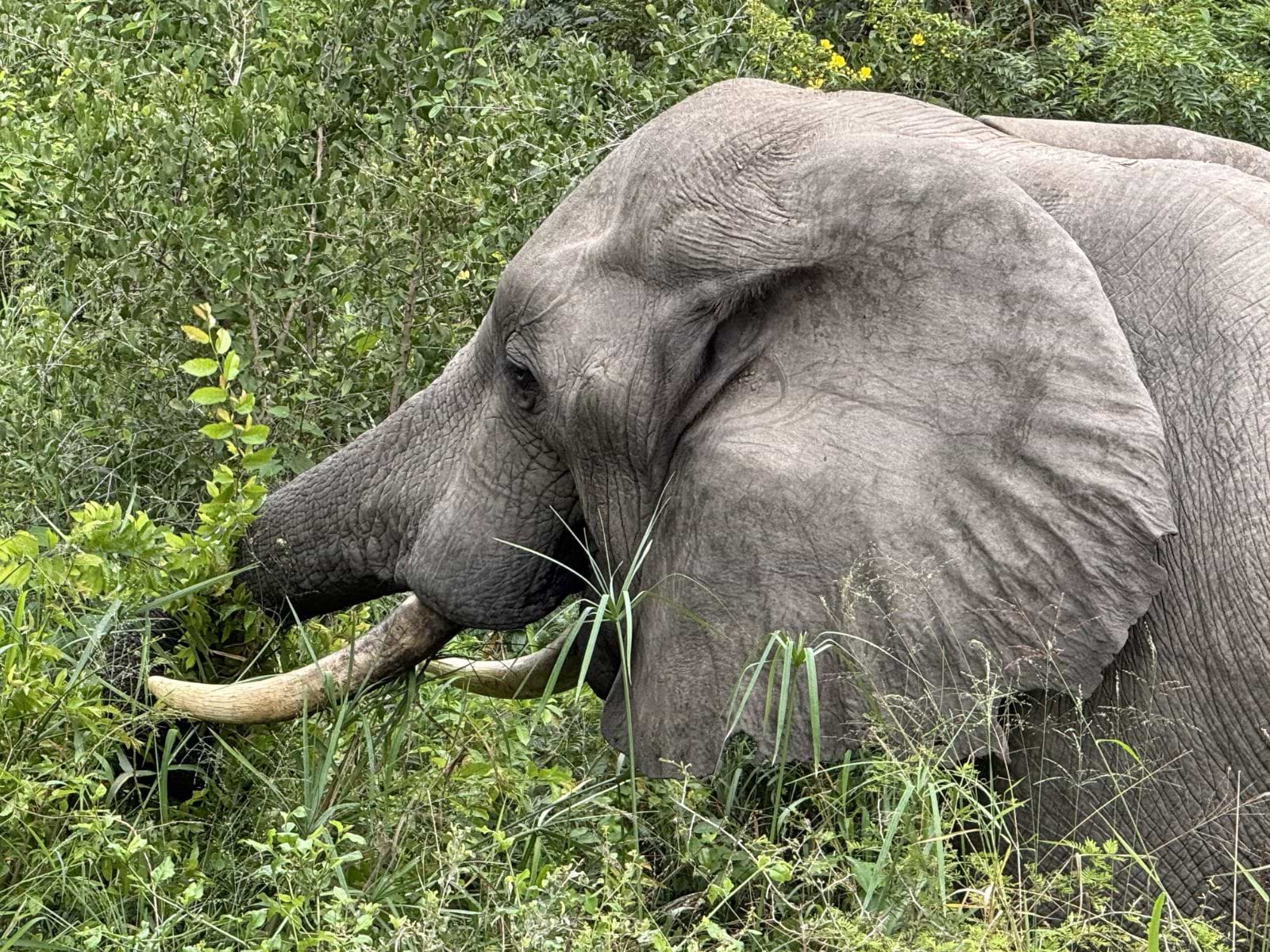 Elefant i Kruger National Park, Sydafrika
