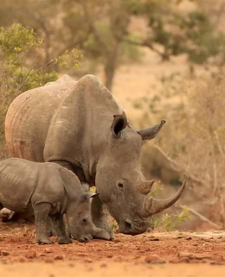 Næsehorn i safaripark i Sydafrika