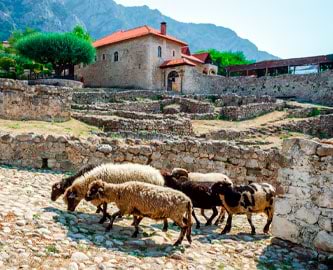 Får i Kruja, Albanien Får i Kruja, Albanien