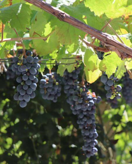 Vinranke på vingård i Albanien Vinranke på vingård i Albanien