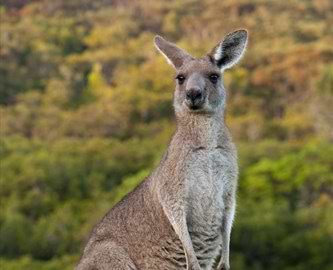 Kænguruer i den australske outback Kænguruer i den australske outback