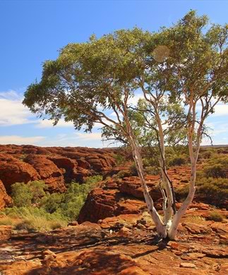Rødt outbacklandskab med eukalyptustræ i Australien