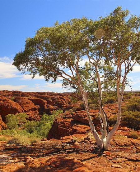 Outback i Australien Outback i Australien