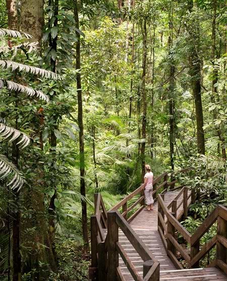 En person står på en gangsti af træ midt i en tæt, frodig regnskov i Daintree, Australien En person står på en gangsti af træ midt i en tæt, frodig regnskov i Daintree, Australien