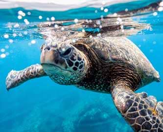Havskildpadde i havet ved Great Barrier Reef, Australien