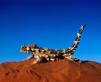 Tornet djævel på rød sandjord i Australiens outback