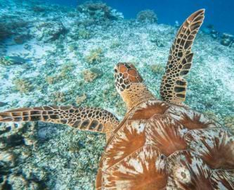 Undervandsbillede af svømmende skildpadde i havet ud for Gili Trawangan, Bali