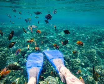 Undervandsfoto af svømmefødder og farverige fisk i Bali