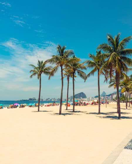 Palmer på stranden i Rio de Janeiro, Brasilien Palmer på stranden i Rio de Janeiro, Brasilien