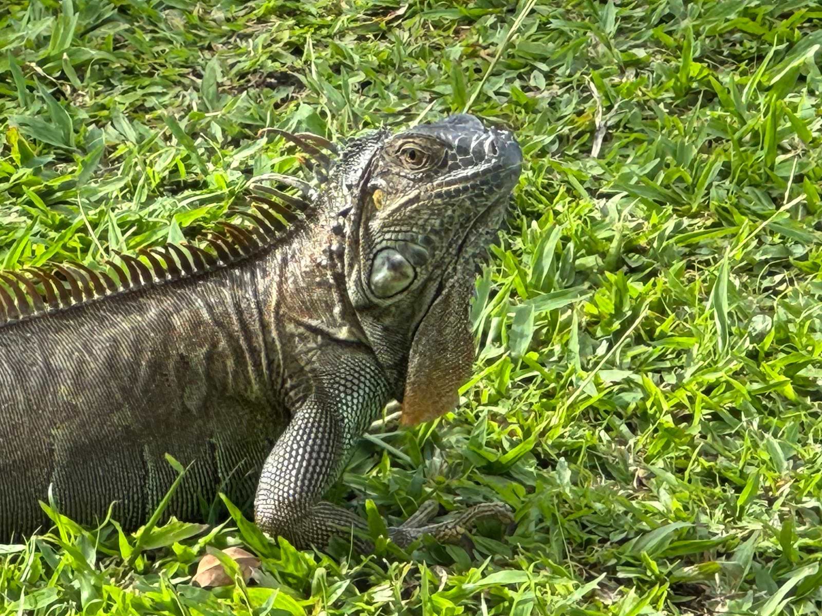 En leguan på vej gennem parken, Costa Rica En leguan på vej gennem parken, Costa Rica