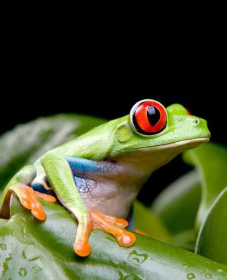 En rødøjet løvfrø sidder på et vådt blad, Costa Rica En rødøjet løvfrø sidder på et vådt blad, Costa Rica