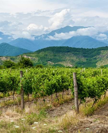 Udsigt over bjerge og vinstokke i Georgien Udsigt over bjerge og vinstokke i Georgien