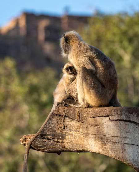 To aber med Ranthambore-fort i baggrunden, Indien
