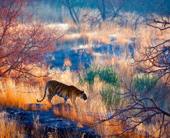 Tiger i i Ranthambore National Park, Indien