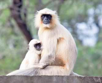 To aber i Ranthambore National Park, Indien