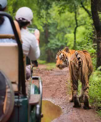 tigersafari i Ranthambore National Park