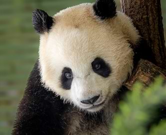 Sød Panda som kigger frem fra træ i Dujiangyan Panda Base, Kina Sød Panda som kigger frem fra træ i Dujiangyan Panda Base, Kina