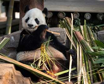 Panda som spiser bambus i Dujiangyan Panda Base, Kina Panda som spiser bambus i Dujiangyan Panda Base, Kina