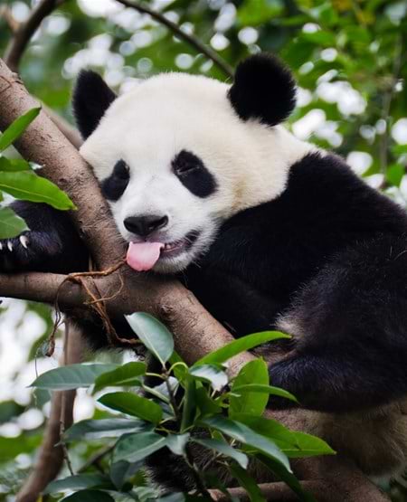 Panda i træ i Dujiangyan Panda Base, Kina Panda i træ i Dujiangyan Panda Base, Kina