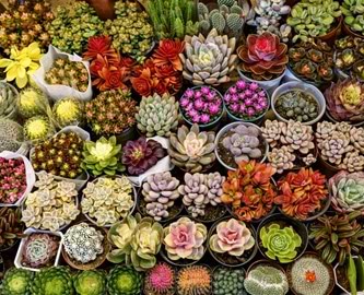 Dounan blomstermarked i Kina Smukke farver på Dounan blomstermarked, Kunming i Kina