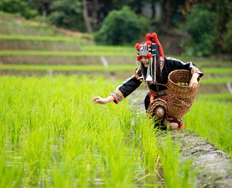 Hmong kvinde i rismark i Laos
