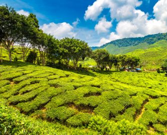 Bølgende, grønne temarker og blå himmel i Cameron Highlands, Malaysia