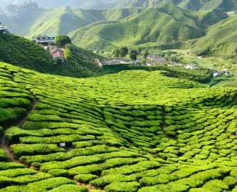 Knaldgrønne temarker i Cameron Highlands, Malaysia