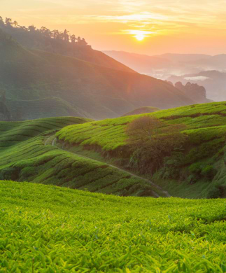 Solnedgang over Cameon Highlands' bølgende temarker, Malaysia