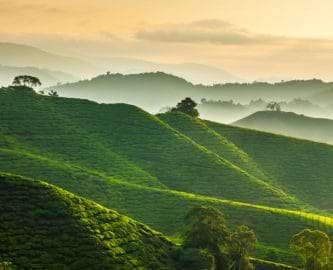 Smuk aftendis over temarker i Cameron Highlands i Malaysia