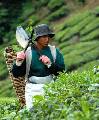 Malaysisk mand plukker teblade i Cameron Highlands, Malaysia