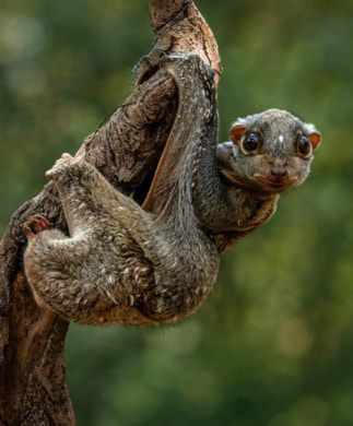 Flyvende lemur, der sidder i træ på Penang Hill, Malaysia