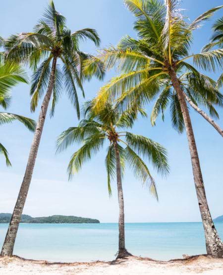 Eksotisk palmestrand på Langkawi, Malaysia