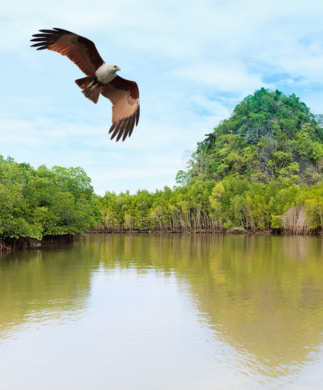 på safari i Langkawis mangrove, Malaysia