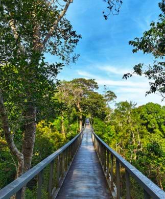 230 meter lange hængebro, Langur Way Canopy Walk, ved Penang Hills, Malaysia