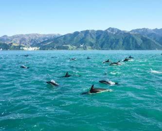 En flok legesyge delfiner boltrer sig i havet tæt på kysten, New Zealand En flok legesyge delfiner boltrer sig i havet tæt på kysten, New Zealand