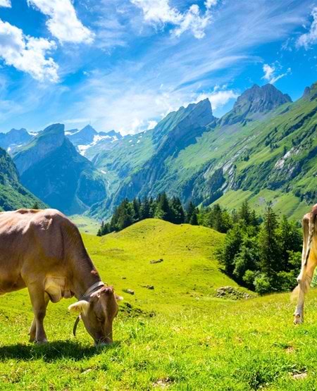 Ko græsser på engen, med Alperne i baggrunden, Schweiz Ko græsser på engen, med Alperne i baggrunden, Schweiz