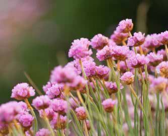 Blomsterflor på Orkney, Skotland