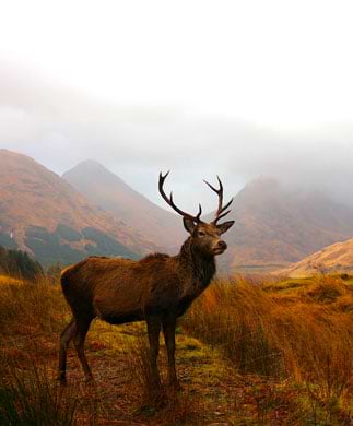 Kronhjort i Glencoe, Skotland