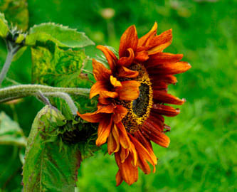Blomst i Inverewe Gardens