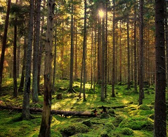 Skov i Sverige